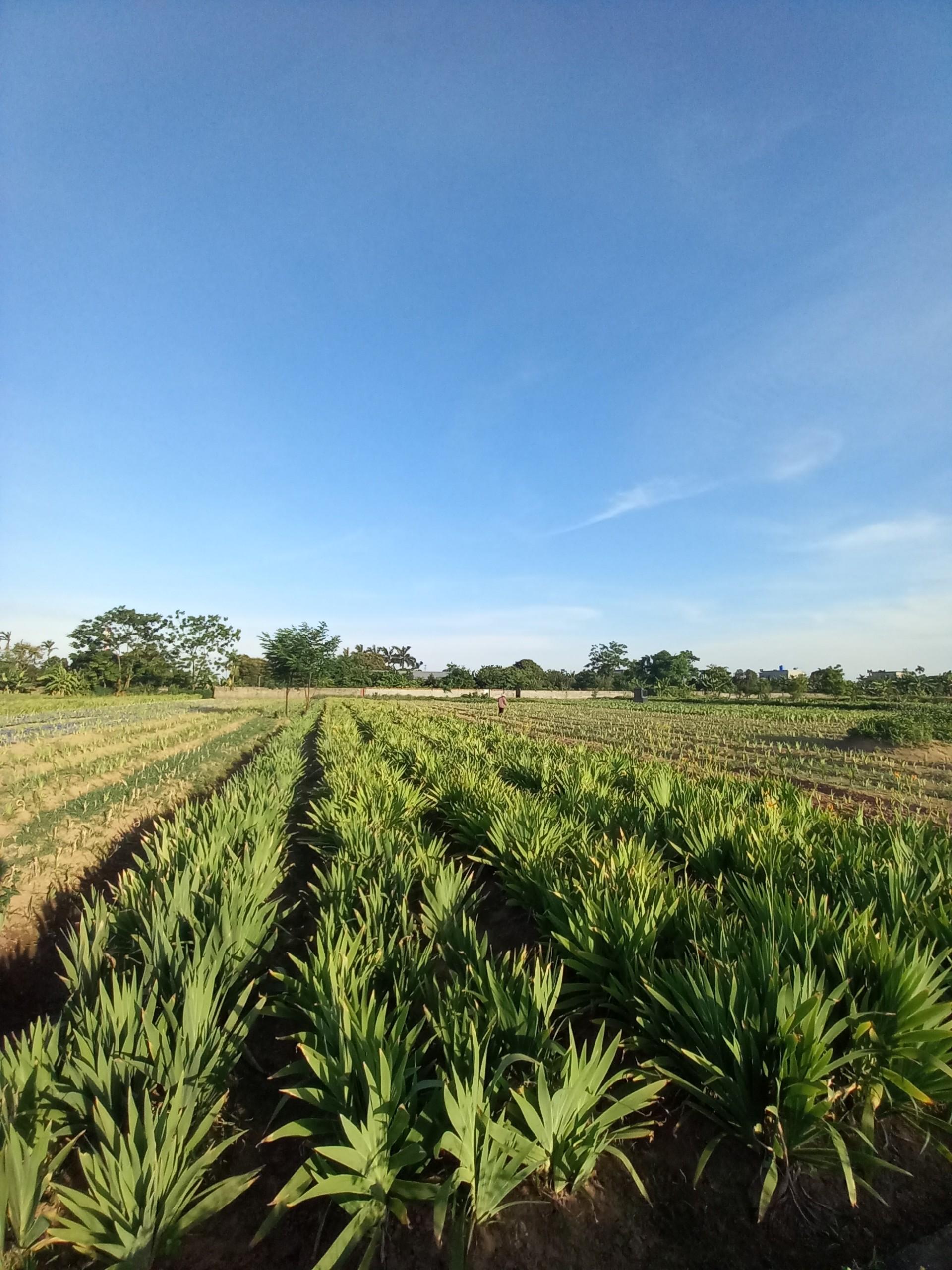 Lãnh đạo công ty TNHH POLYTECH đi khảo sát đánh giá chất lượng giống cây Xạ can tại Thái Bình