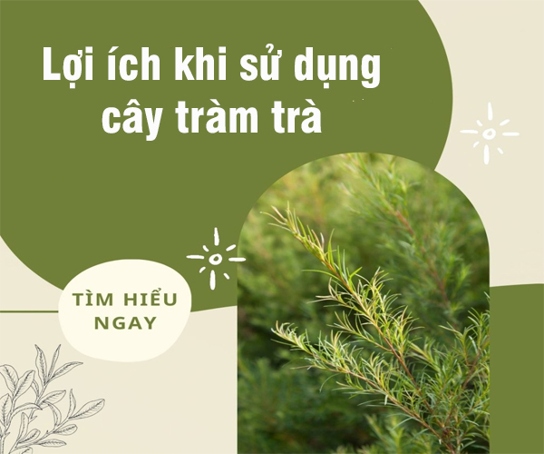 Lợi ích khi sử dụng cây tràm trà